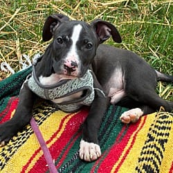 Photo of Buddy, adoptable American Pit Bull Terrier American Staffordshire Terrier in Baltimore, Maryland
