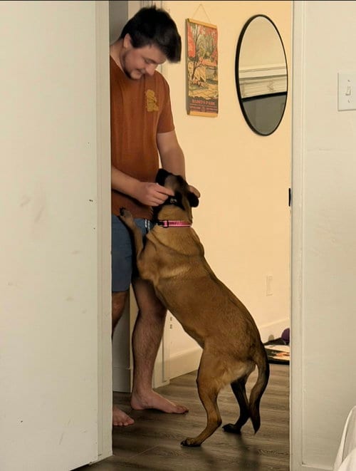 Photo of Sheba, adoptable Belgian Shepherd Malinois in Escondido, California