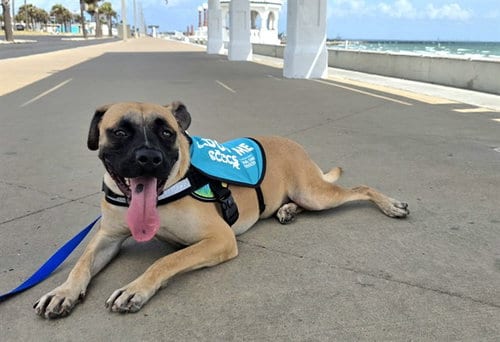 Photo of Howdie, adoptable Labrador Retriever in Corpus Christi, Texas