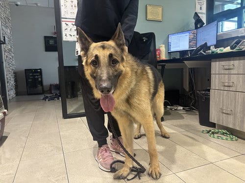 Photo of Rocket, adoptable German Shepherd Dog in Garland, Texas