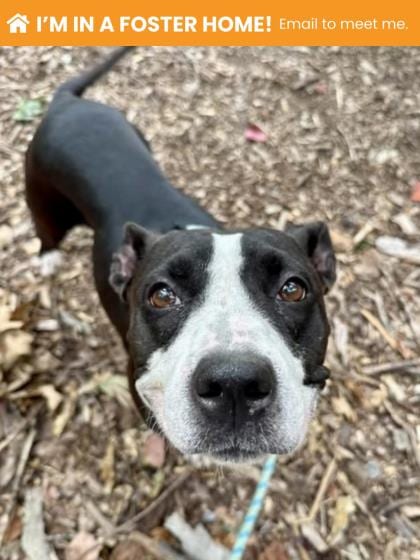 Photo of Lolliloom, adoptable dog in Baltimore, Maryland