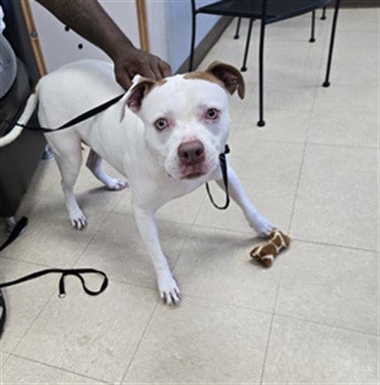 Photo of Bob, adoptable Pit Bull Terrier in Killeen, Texas