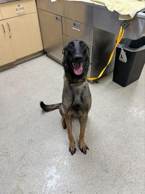 Photo of Ziva, adoptable Belgian Shepherd Malinois in Riverside, California