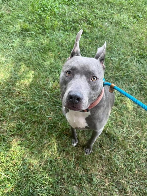Photo of Ace, adoptable Pit Bull Terrier in Front Royal, Virginia
