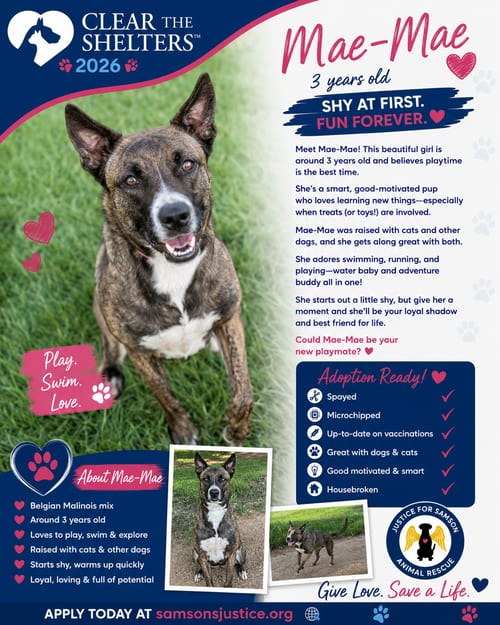 Photo of Mae, adoptable Belgian Shepherd Malinois in Orange Grove, Texas