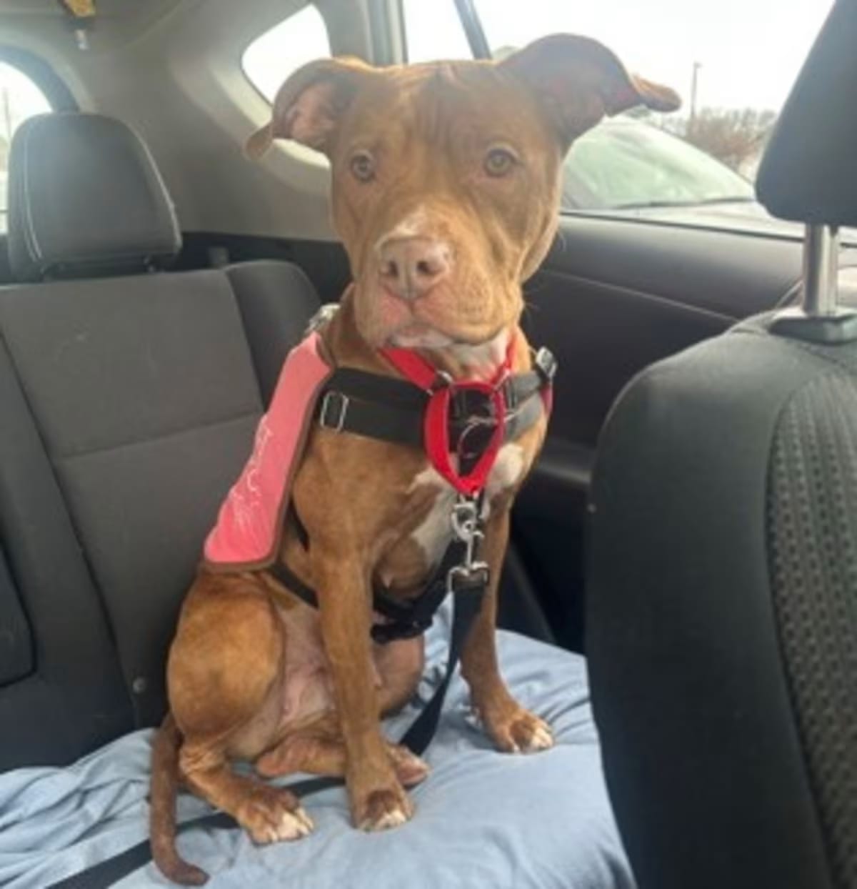 Photo of Vala, adoptable Mixed Breed (Medium) in Washington, District of Columbia