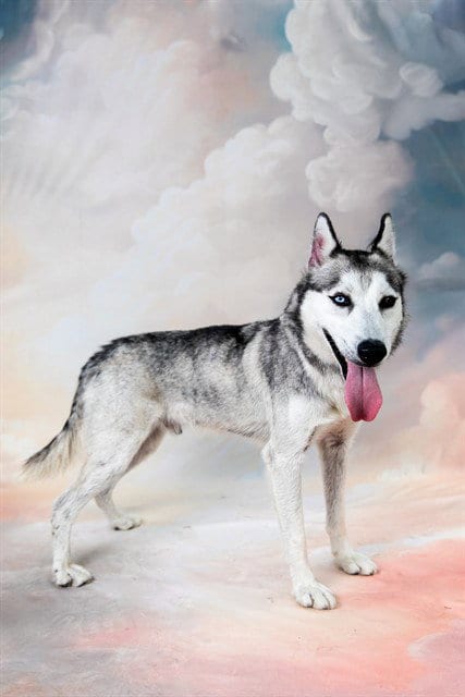 Photo of Blue, adoptable Siberian Husky in Baldwin Park, California