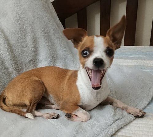Photo of Lentil, adoptable Chihuahua in Phoenix, Arizona