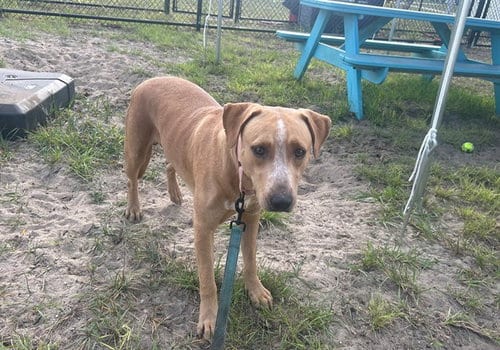 Photo of Norman, adoptable American Bulldog in Ocala, Florida