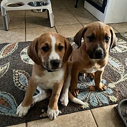 Photo of Dave and Jeff, adoptable Mutt in Framingham, Massachusetts