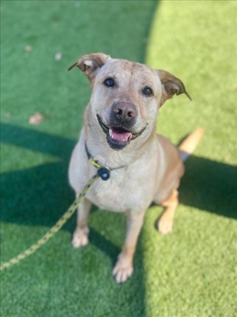 Photo of Loly, adoptable Labrador Retriever in Los Angeles, California