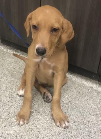Photo of Fred, adoptable Labrador Retriever in Conroe, Texas