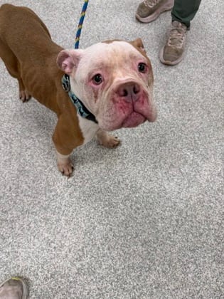Photo of Carnitas, adoptable dog in Baltimore, Maryland