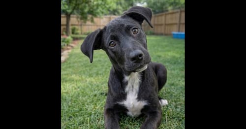Photo of Ace, adoptable Labrador Retriever in Grovertown, Indiana