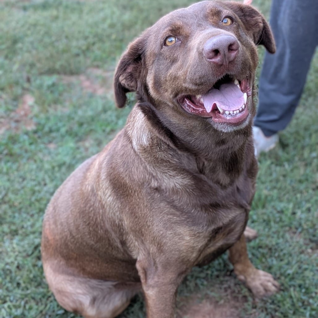 Photo of Millie, adoptable Retriever, Chocolate Labrador / Retriever, Chesapeake Bay in Fairfax Station, Virginia