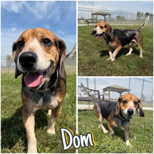 Photo of Dom, adoptable Beagle in Pierceton, Indiana