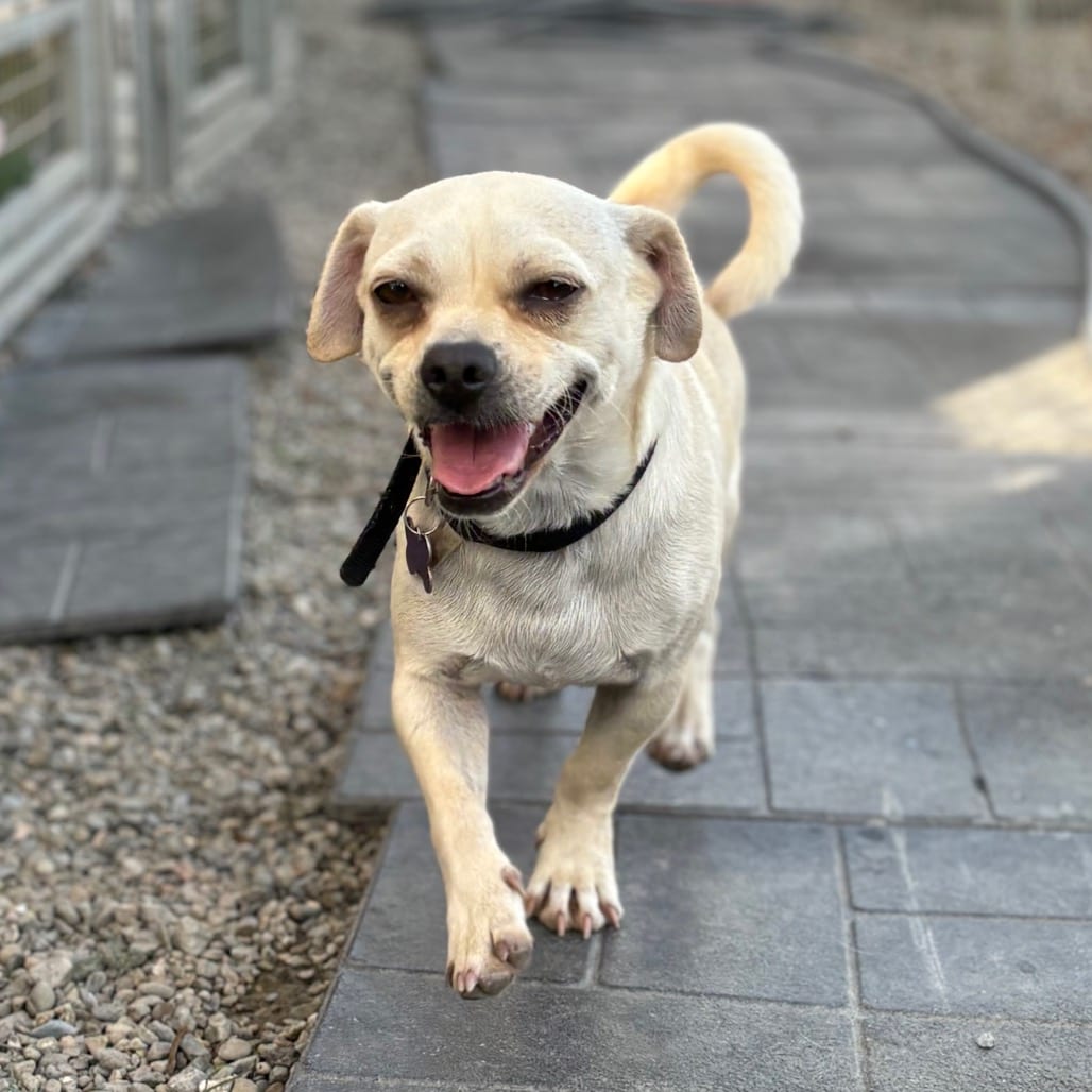 Photo of Ezekiel, adoptable Chihuahua / Pug in San Francisco, California