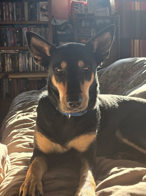 Photo of Mimi, adoptable Doberman Pinscher in Minneaoplis, Minnesota