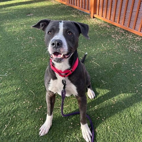 Photo of Nacho Pretzel, adoptable Pit Bull Terrier in Las Vegas, Nevada