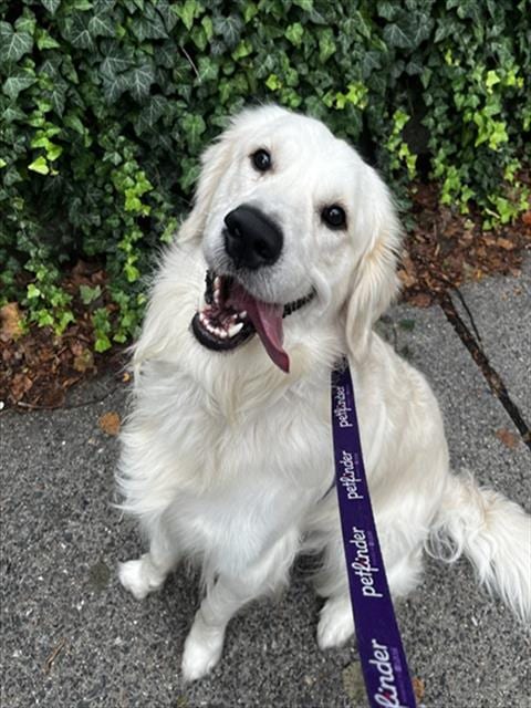 Photo of Reese, adoptable Golden Retriever in Boston, Massachusetts