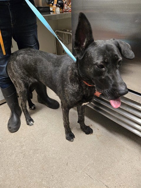 Photo of Zelda, adoptable Labrador Retriever in Bakersfield, California