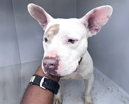 Photo of Senior American Bulldog, adoptable American Bulldog in Houston, Texas
