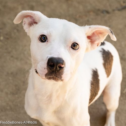 Photo of Milo, adoptable Pit Bull Terrier in Sacramento, California