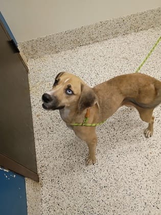 Photo of Skadi, adoptable dog in Atlanta, Georgia