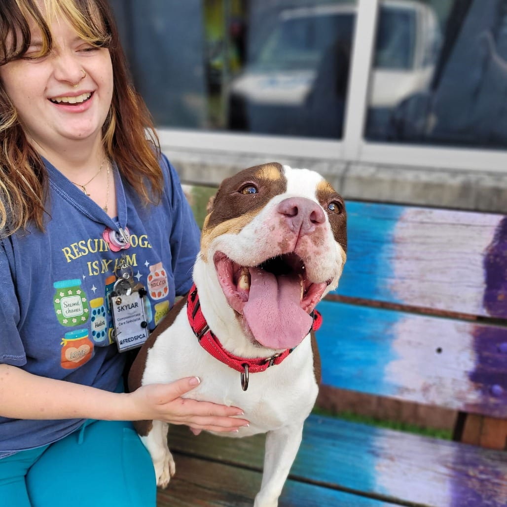 Photo of Coco, adoptable Mixed Breed (Large) in Fredericksburg, Virginia