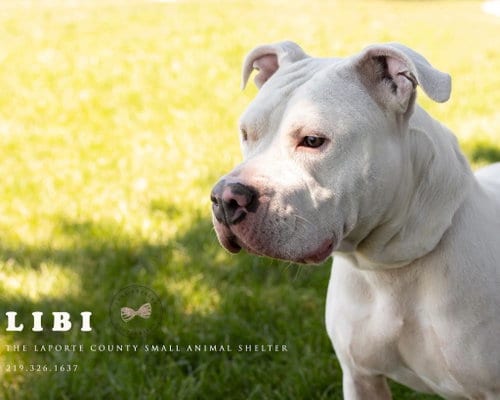 Photo of Libi, adoptable Pit Bull Terrier in La Porte, Indiana