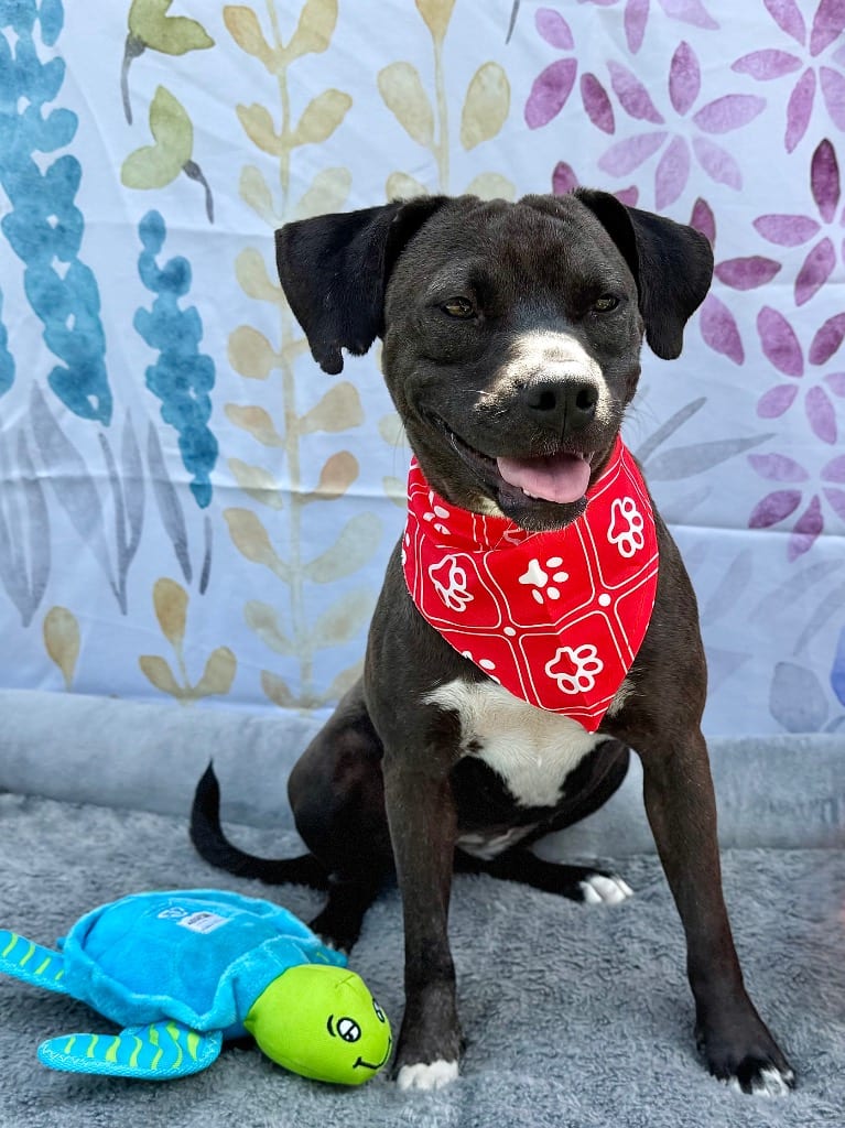 Photo of Baby, adoptable Pit Bull Terrier in Canyon Lake, Texas
