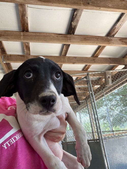 Photo of Margo, adoptable Hound in Linton, Indiana