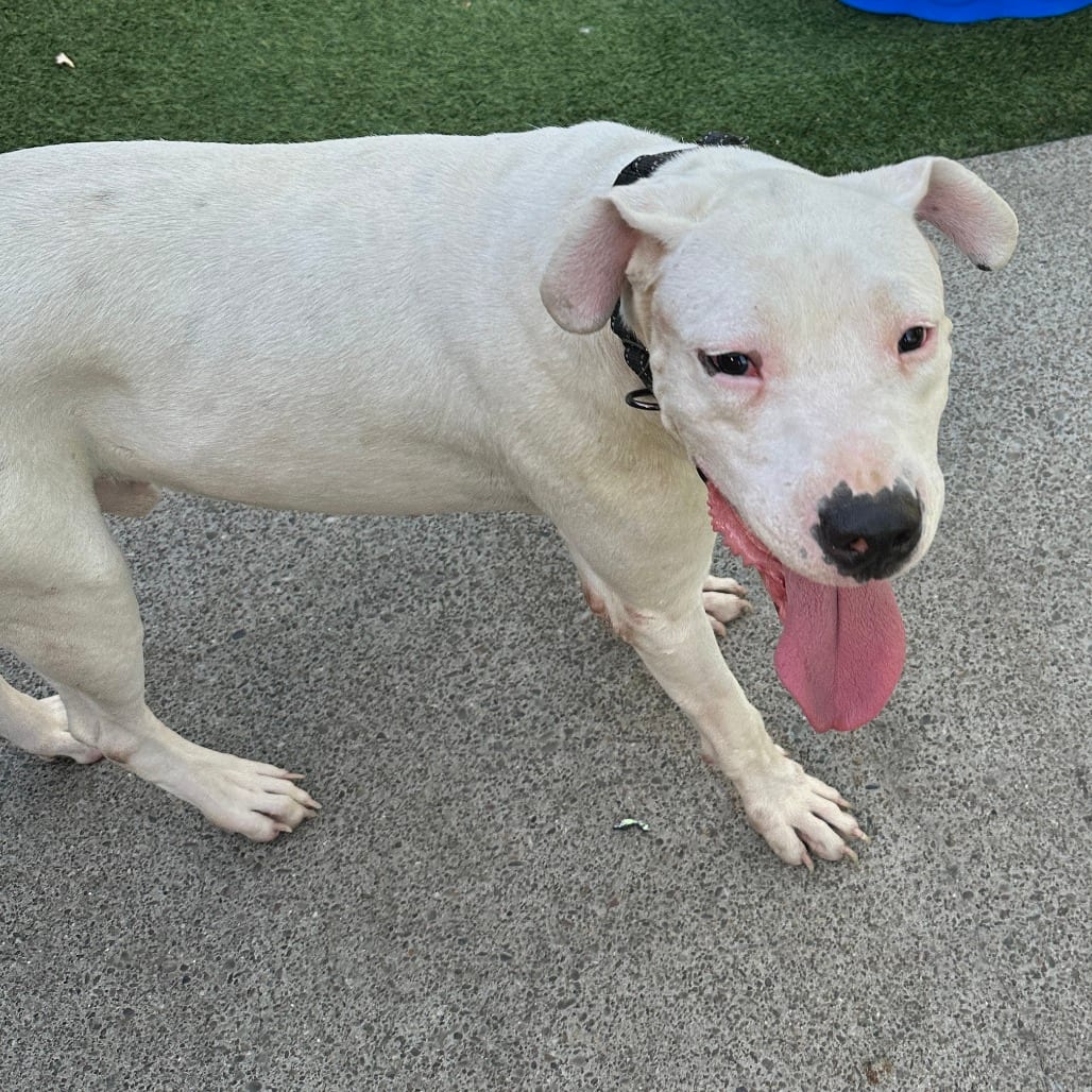 Photo of Casper, adoptable Dogo Argentino / Mix in San Francisco, California