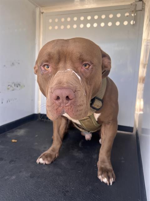 Photo of A171599, adoptable Pit Bull Terrier in Bakersfield, California