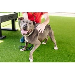 Photo of Pebble, adoptable Mixed Breed (Medium) in New Castle, Delaware