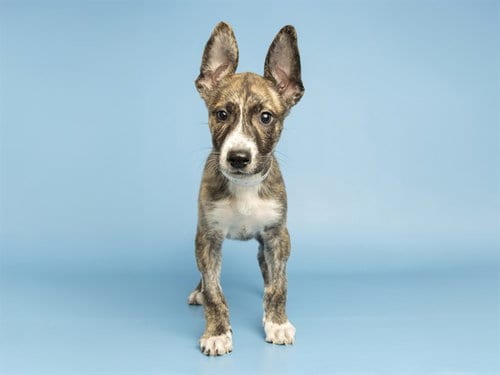 Photo of Dozer, adoptable American Pit Bull Terrier in Phoenix, Arizona