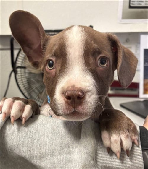Photo of Vanessa, adoptable Pit Bull Terrier in Bakersfield, California