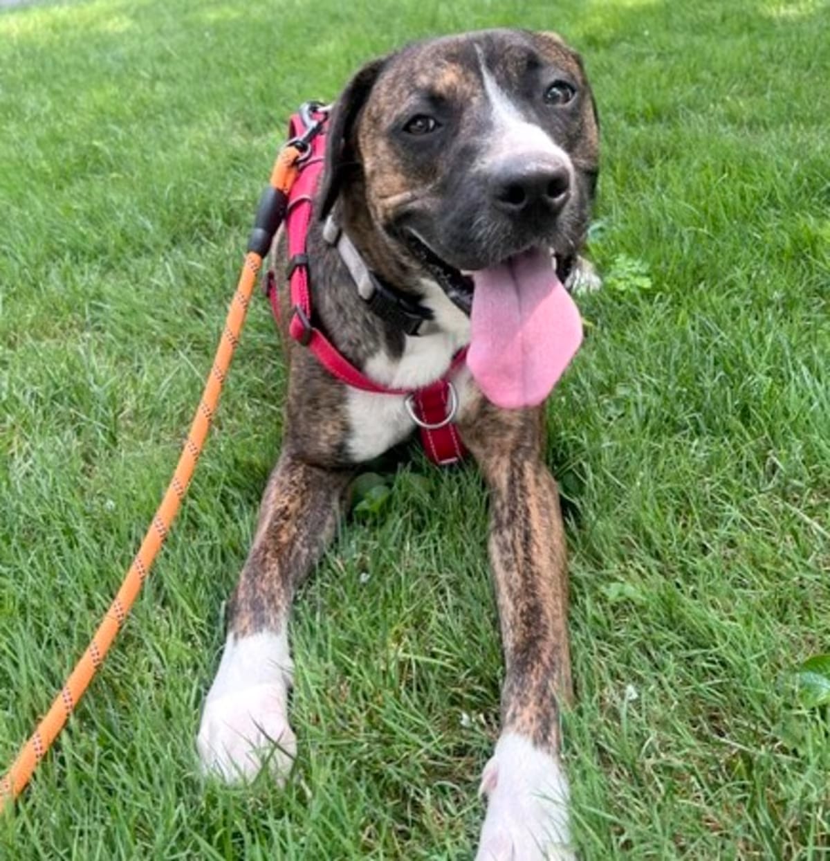 Photo of Peanut, adoptable Plott Hound/Mixed Breed (Medium) in Washington, District of Columbia