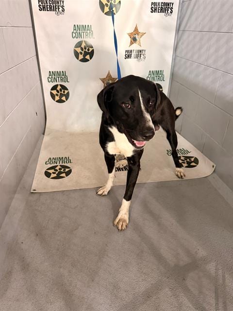 Photo of A1283591, adoptable Labrador Retriever in Winter Haven, Florida