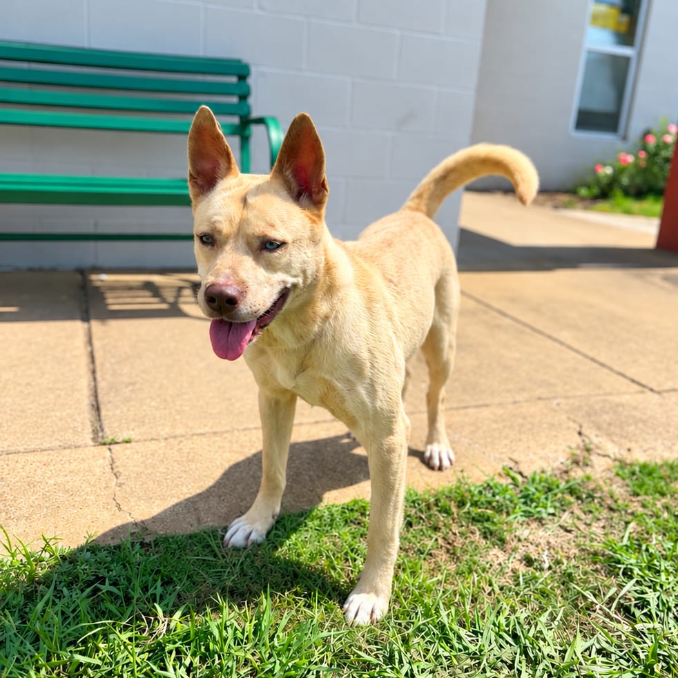 Photo of Charlie, adoptable Mixed Breed (Medium) in Corinth, Mississippi