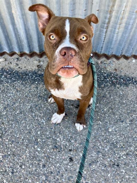 Photo of Brookie, adoptable Pit Bull Terrier in Albuquerque, New Mexico