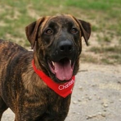 Photo of Kyle JuM, adoptable Shepherd (Unknown Type) Mixed Breed (Medium) in Hartford, Connecticut