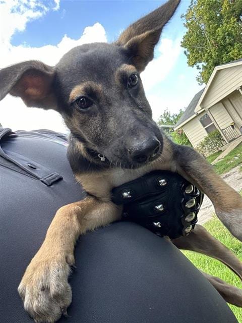 Photo of A660810, adoptable German Shepherd Dog in Houston, Texas