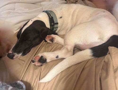 Photo of Pickle (Sacramento), adoptable Basset Hound in Petaluma, California
