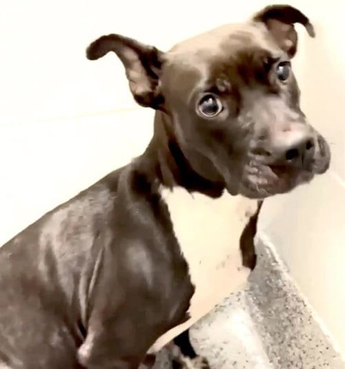 Photo of Tessa, adoptable Pit Bull Terrier in Houston, Texas