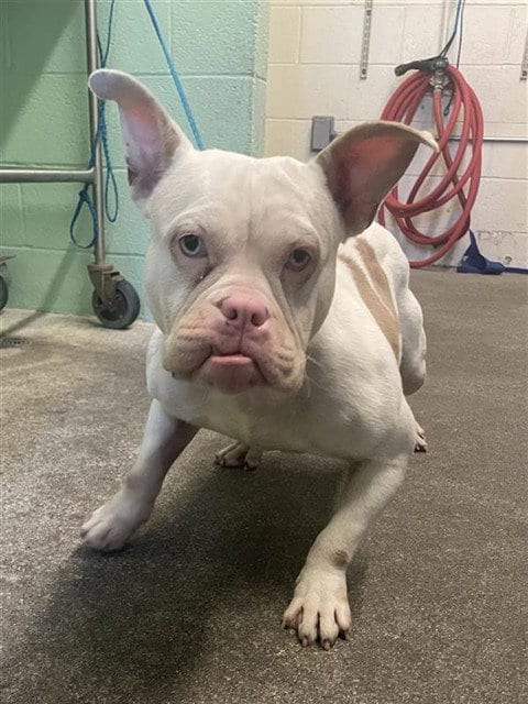 Photo of Goblina, adoptable American Bulldog in Sacramento, California