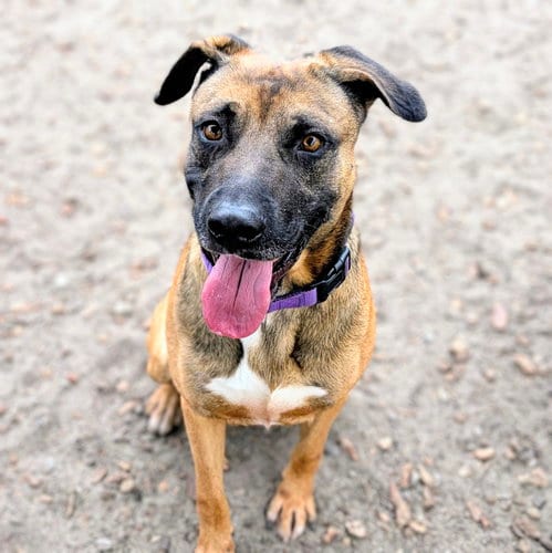 Photo of Rocket, adoptable Pit Bull Terrier in Oakland, California