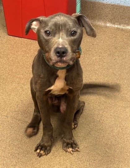 Photo of Baritone, adoptable dog in Chamblee, Georgia