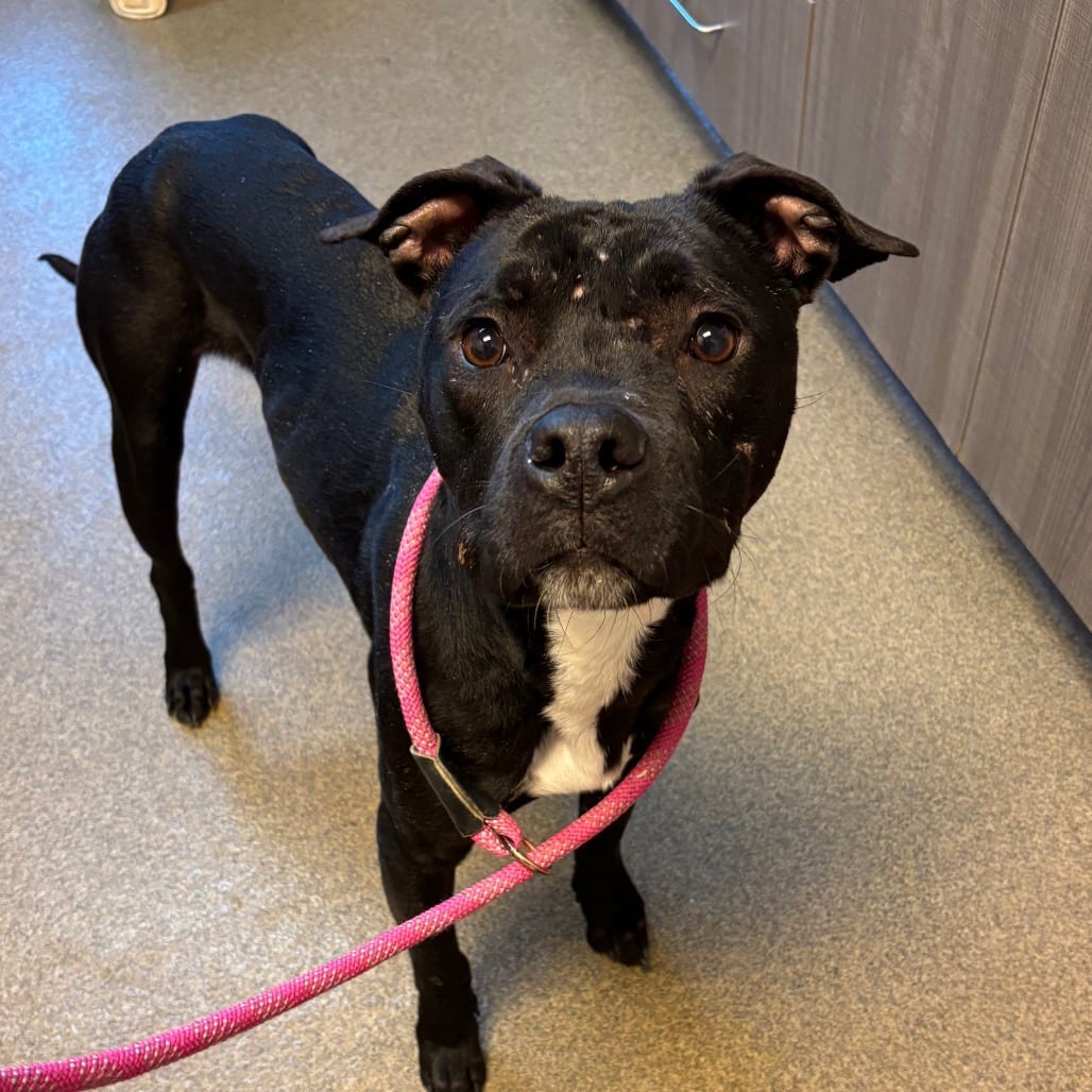 Photo of Nano, adoptable Terrier, American Pit Bull in Council Bluffs, Iowa