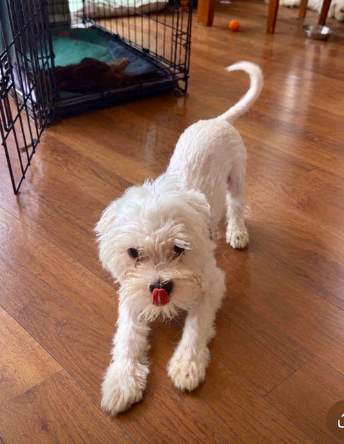 Photo of Hennepin, adoptable Maltese in St. Louis Park, Minnesota